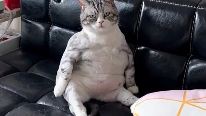 Những chú mèo béo tròn như bình ga, toàn thân rắn chắc, chẳng có miếng thức ăn nào là ăn phí cả!