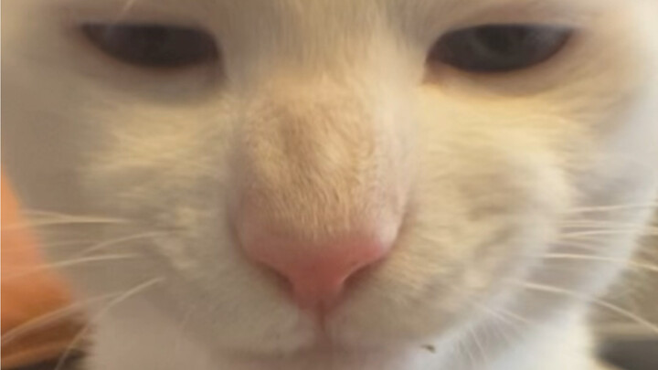 Cat: This batch of goods isn’t pure.