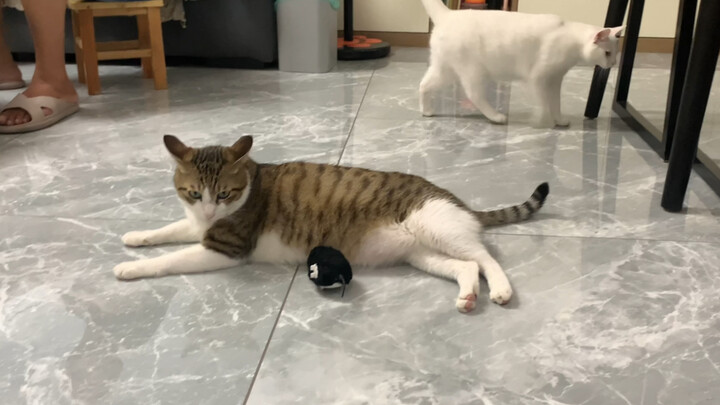Miao: Mouse? What does it have to do with me?