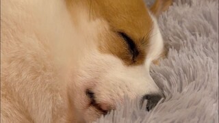 看小狗睡觉真的很治愈，心都化了