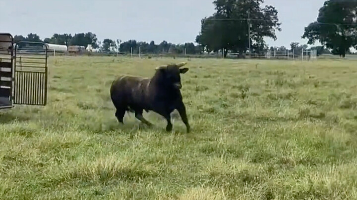 The bull entered the herd of cows! When he came out, he held his head high, but when he looked close