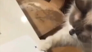 Ternyata anak kucing juga memiliki gangguan obsesif-kompulsif