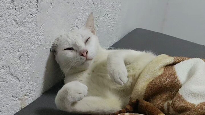 Cat Shocked