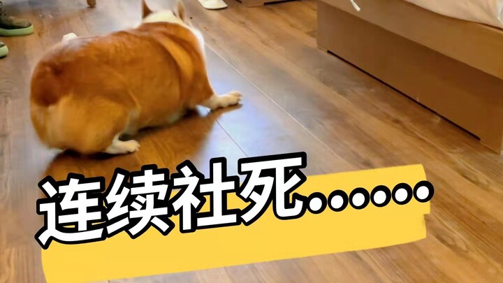 Adegan memalukan besar-besaran si anjing bodoh, malah tambah kacau saat berusaha mengatasi kecanggun