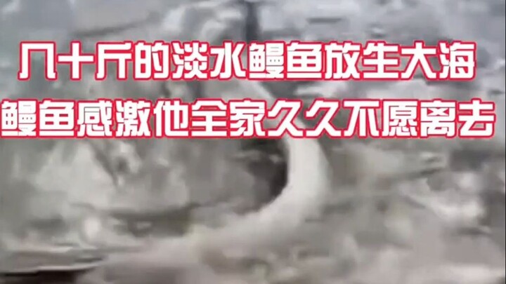Homo Sapiens TV: Releasing Freshwater Eels into the Sea—The Eels Are So Grateful They Lingeringly Re