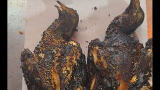 Pigeon: What kind of devilish way of eating is this?