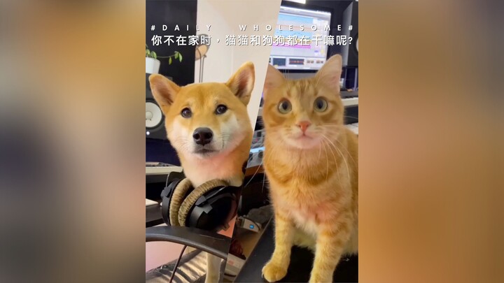 What are your cats and dogs up to when you’re not home?