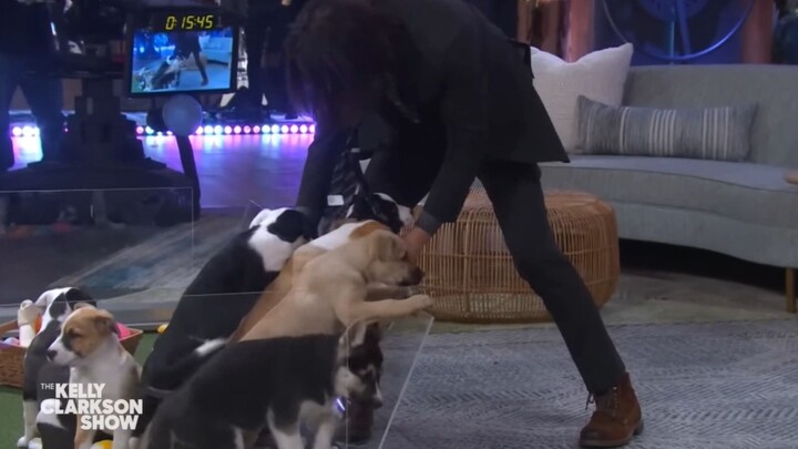 Puppy Trap: John Wick