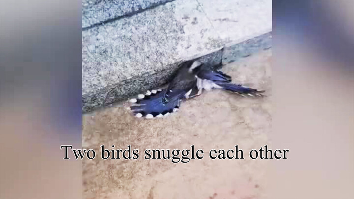 Two Birds Spotted Cuddling Up Against Each Other Motionlessly But Neither Is Dead