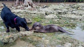 😍Otter Uma & Dachshund dog at mangrove beach. Uma loves clams! 😁 #otter