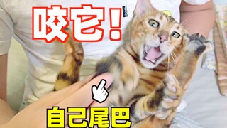 猫和猫尾巴是两种生物吗？猫：我不认识我尾巴！