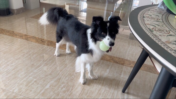 I used to think it was Ximilu who loved to play, but now it seems Xika’s always chasing Ximilu aroun