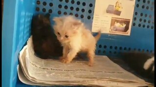 PERSIAN CAT FIRST WALK AND PLAY