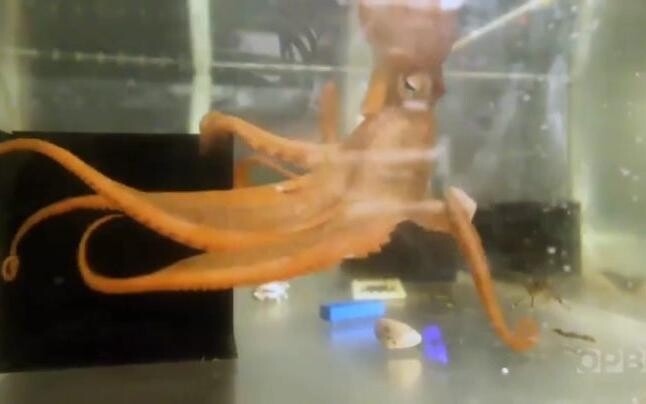 วิธีการทำงานของสมองปลาหมึก