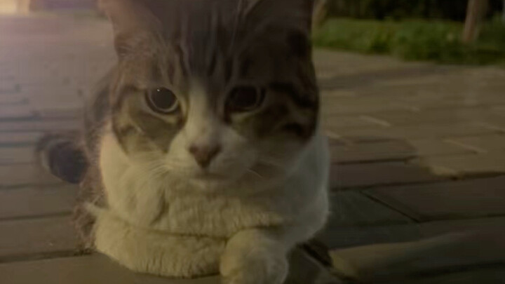 Kucing kecil asal Jianzhou yang mengembara, begitu penurut sehingga membuat orang merasa iba.