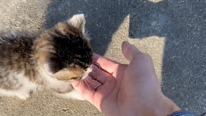 The tabby cat by Grandma’s doorstep!