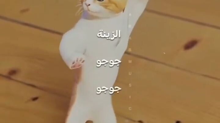 Cats dance