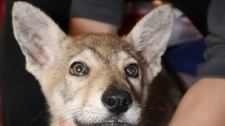 Liệu đây có thể gọi là cú lội ngược dòng thành công của anh chàng tai to không?