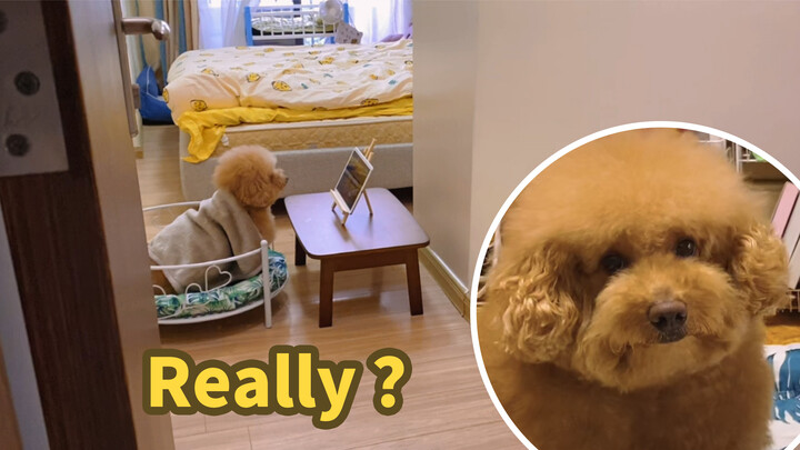 [Động vật]1 chú chó thông minh xem video và tự ăn