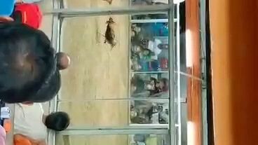 walang sugat laban sa pandayn