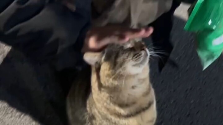 Kucing Langka yang Luar Biasa!