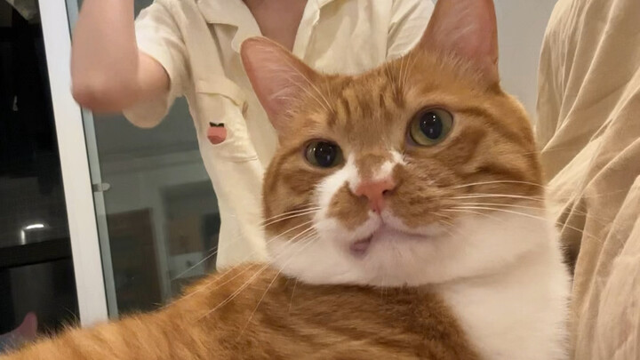 Aliansi Korban Kucing Sapi Perah