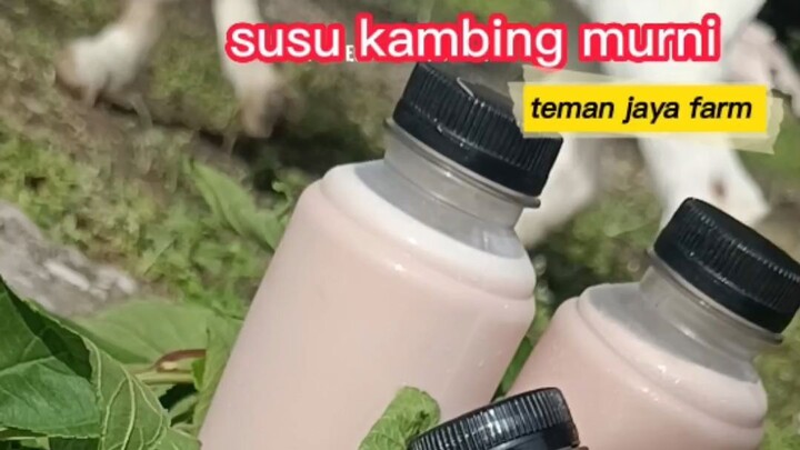 kambing lokal susu berlimpah