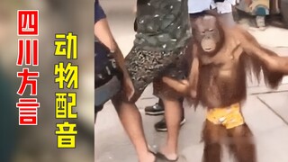 千万不要让动物说四川话！