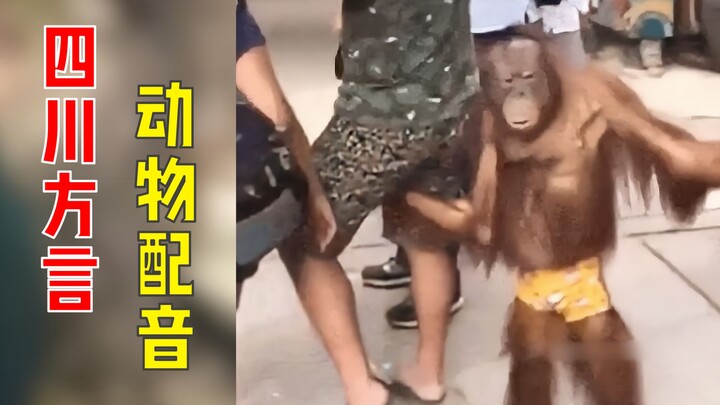 千万不要让动物说四川话！