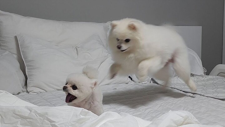 A Pomeranian puppy whose paws got sweaty from being scolded by its older sister.