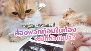 ในที่สุดบูเก้ก็จะได้เป็นแม่(แมว)แล้ว เย่