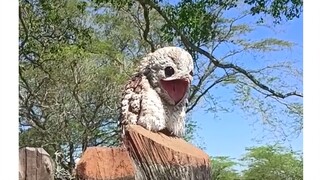 طائر لطيف ومخيف المظهر