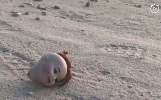 A hermit crab made its home in a plastic toy