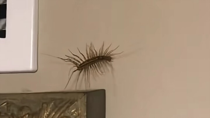 This?? [Horror & Scare Edition—Viewer Discretion Advised!]