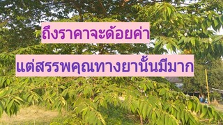 ประโยชน์และสรรพคุณทางยาของตะขบ ที่คุณอาจไม่เคยรู้มาก่อน /โดยฮอยไทยอีสาน