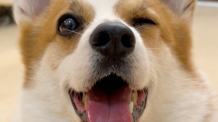 هل مستوى هذا الجرو في الراب يكفي ليبدأ مسيرته الفنية؟