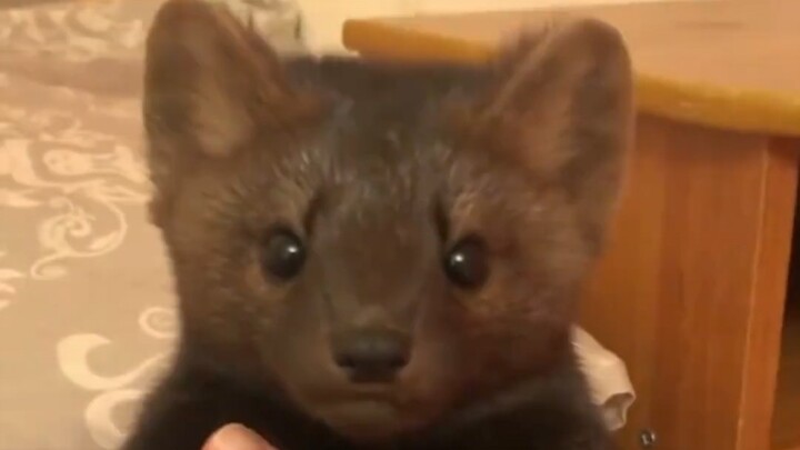 A foreign lady kindly took in a sable she’d been feeding, only to find that its boundless energy mad