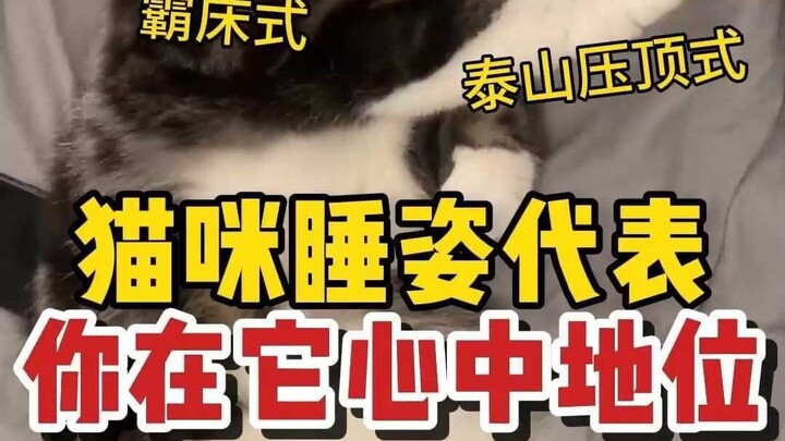 معانٍ مختلفة لمواقع نوم القطط.. أين يحب قطك النوم في منزلك؟