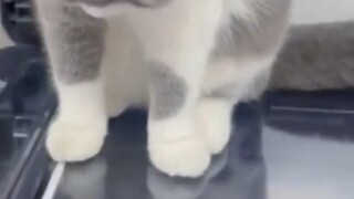 A4 paper print kitten