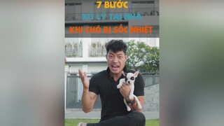 7 bước xử lý tại nhà khi chó bị sốc nhiệt dcgr tuitienpet pet #