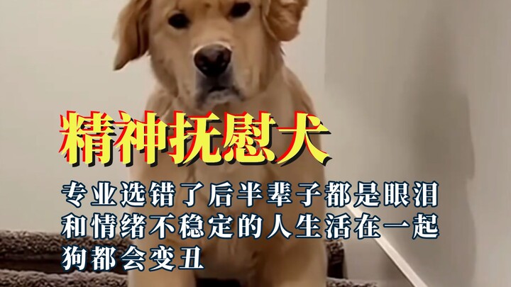 Emotional Support Dog: After Work, I Ordered an Emotional Support Dog—The Consequences of Choosing t