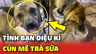 Tình bạn DIỆU KÌ của anh chủ quán và chú chó MÊ TRÀ SỮA 😂 | Yêu Lu