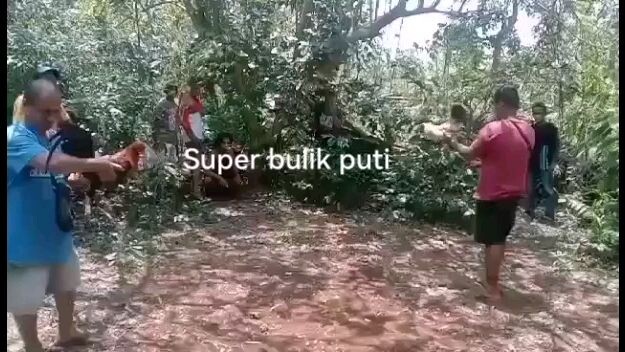 Super bulik puti