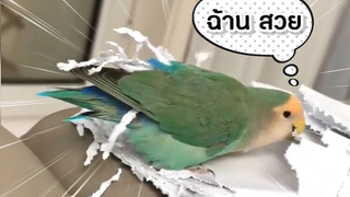 นกแสนรู้ นกตลก นกสายฮา ขาแดนซ์ขั้นเทพ l Smile Animal Funny bird videos