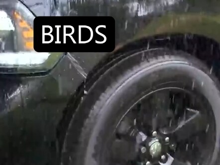 The world is falling apart, but Birdie keeps patching it up! The world can’t live without Birdie!! B