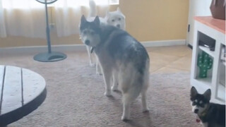 أنا في الحمام، أظن الكلاب تعتقد أنني خرجت؟