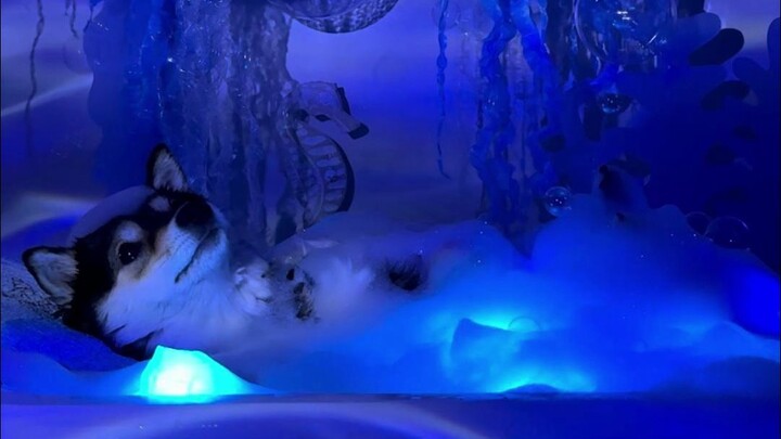 การแช่ตัวในอ่างฟองสบู่แบบดื่มด่ำของเจ้าหมาปลา