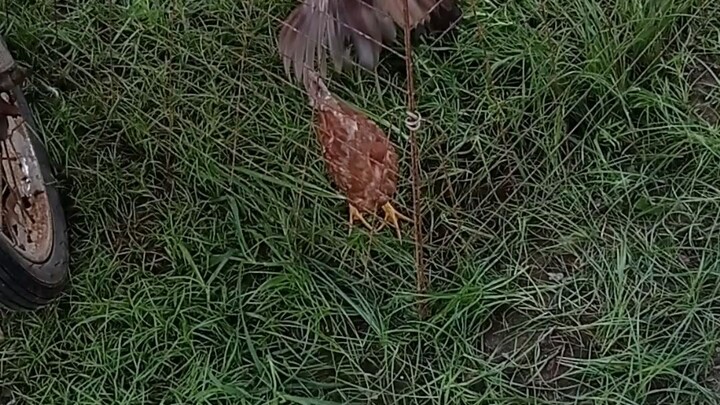 cardinal kelso gold x sweater cross mag 2month pa lang matatapang na.