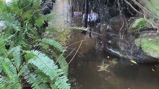 Beautiful Koi fish With man made Waterfalls