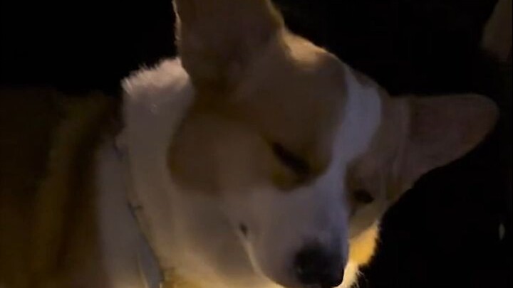 If there’s a budget alternative to jail, it’s definitely working… Even dogs can’t stomach the misery